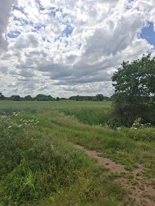 A path leading to a field of corn. The sky is blue and cloudy 