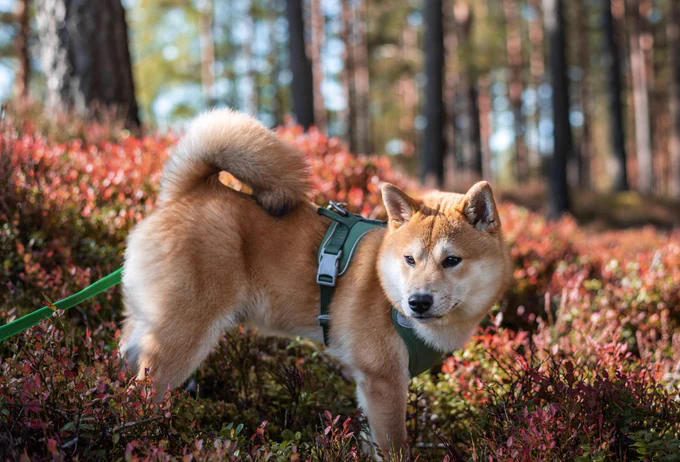 shiba inu standing among bilberry bushes in the forest at sunny day.