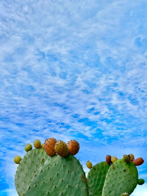 Cloudy pattern over a colorful cactus at Petaluma Adobe State Historic Park. 