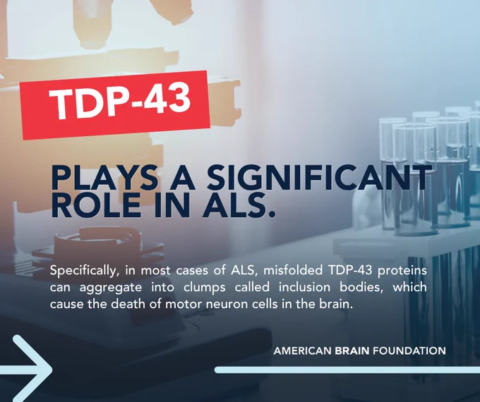 TDP-43 plays a significant role in ALS. Specifically, in most cases of ALS, misfolded TDP-43 proteins can aggregate into clumps called inclusion bodies, which cause the death of motor neuron cells in the brain.