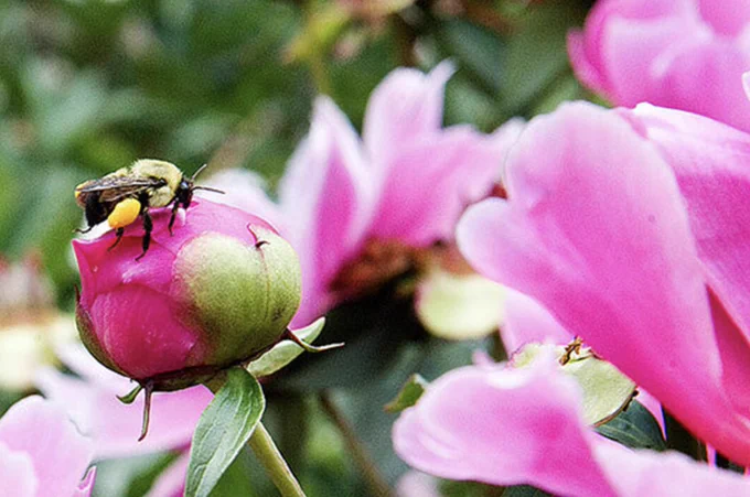 A bright pink peony bud with a bee perched on top. Nichols Arboretum at the University of Michigan, Ann Arbor.