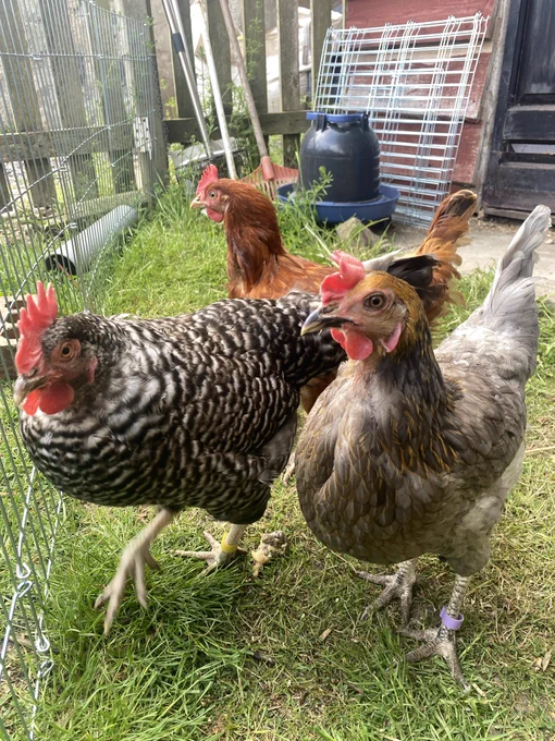 Three real life chickens standing on grass looking at the camera