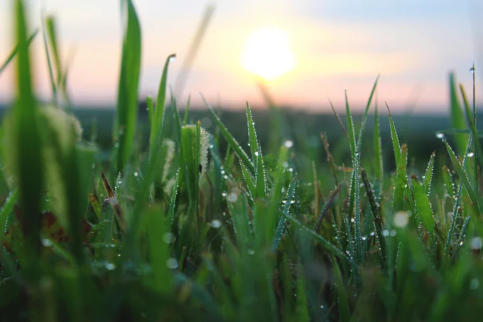 Close-up of dew-covered grass blades with a sunrise in the background, creating a serene and fresh atmosphere.