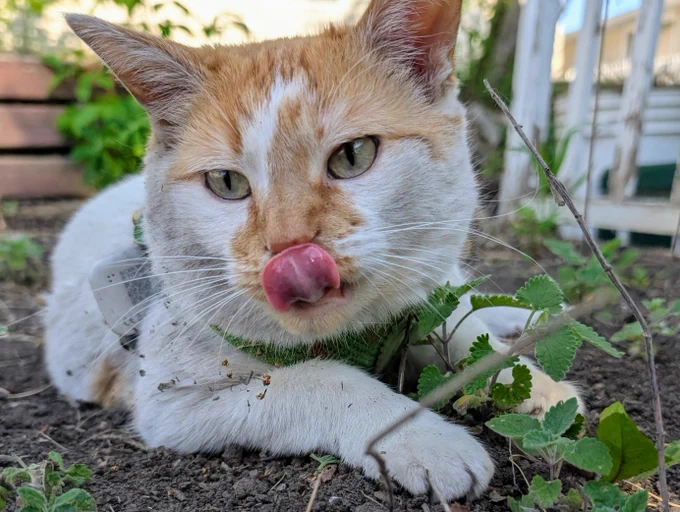 Cheddar lies on the ground in the garden, with his paws on front of him and around a small catnip plant. He is covered in dirt and licking his nose. 