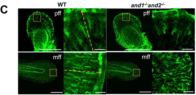 Simultaneous deletion of and1 and and2 leads to absence of actinotrichia and fin-fold defects. C) Maximum intensity projection confocal images of ET37 wild-type (n=5 larvae) and double mutant (n=4 larvae) pff and mff at 5 dpf. Area outlined is shown at higher magnification on the right. Orange dashed arrows indicate the orientation of actinotrichia in the wild-type siblings. Scale bars: 200 µm; 50 µm in magnified image.