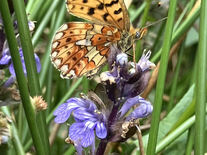 A pearl bordered fritillary on some bugle flowers