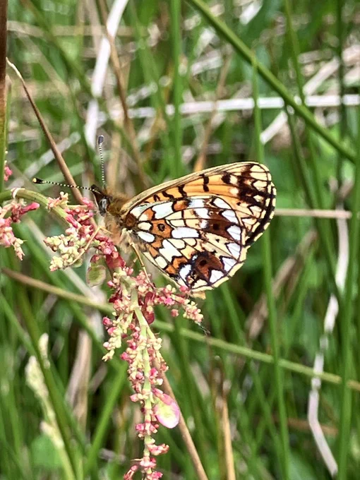A small pearl bordered fritillary on some sorrell
