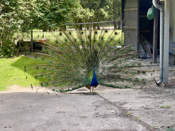 Ein Pfau schlägt ein Rad.