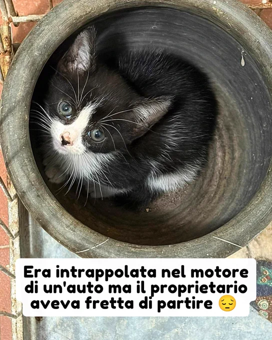 gatto gatta gatti micio micia mici gattino gattina gattini adottare adozione adotta affidamento affidare animale animali animalista animalisti felino felini volontario volontariato sfortunato bisognoso randagio randagi randagismo strada gattile rifugio