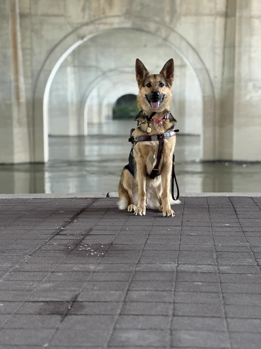 "Xemo" sitting in harness on a brick walkway under a bridge. The concrete arches of the bridge stretch into the background over the water.