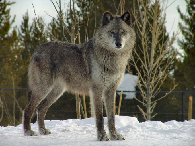 A wolf in Yellowstone