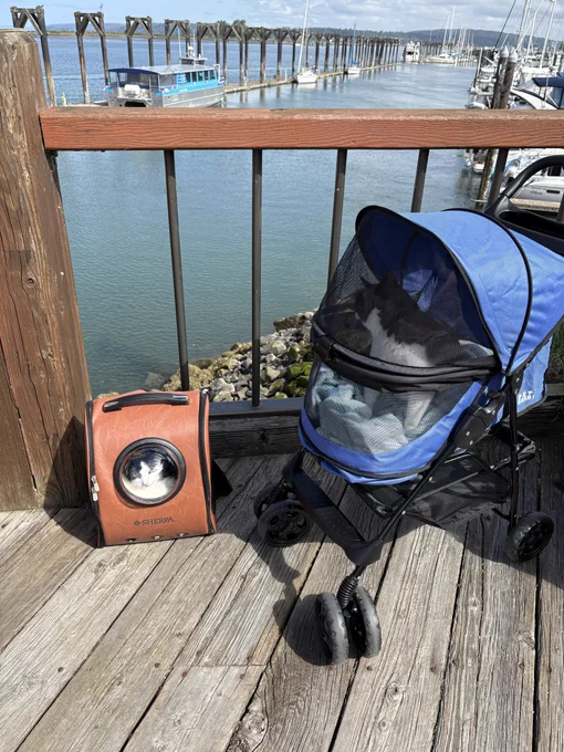 A white cat with a black head looking out a backpack and a tuxedo cat in a blue stroller with water and boats in the background.