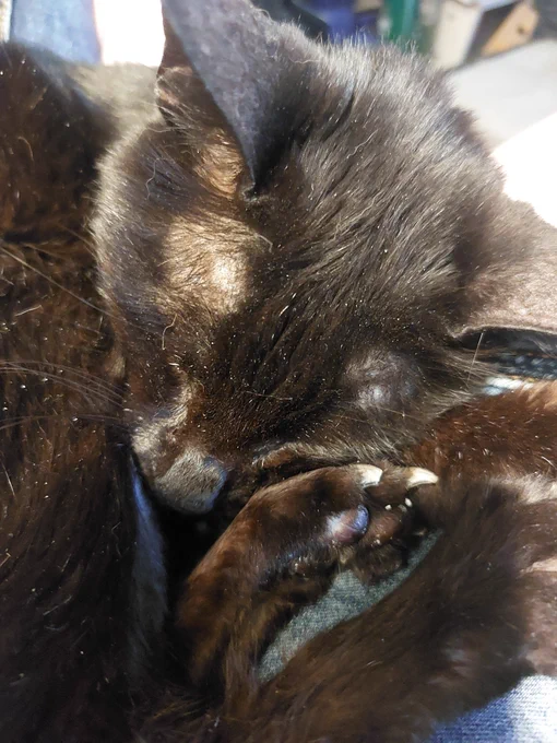 Der schwarze Kater liegt zusammengerollt in meinem Schoß und schläft. Man sieht, dass er schon älter ist. Sein Fell ist staubig, er ist dünner als normal.