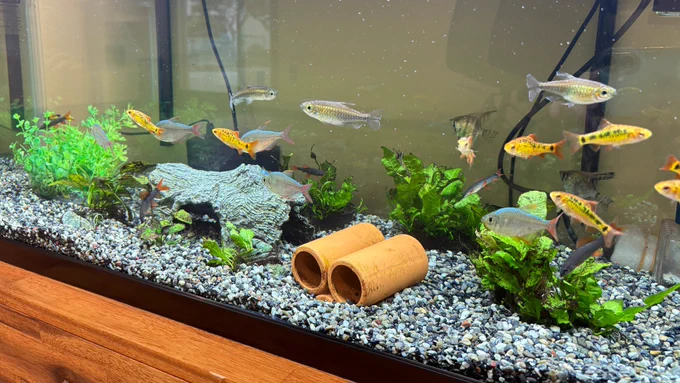 待合室でお客様を癒してくれている魚の種類が増えました😃