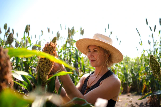 Researcher Andrea Eveland wears a straw hat as she examines a sorghum panicle in a sun-lit field, with rows of tall sorghum crops stretching into the background.