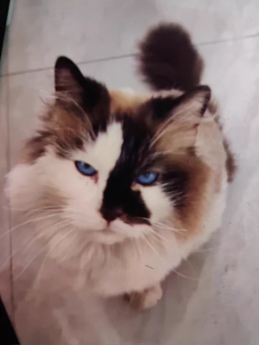 THE ONE HE BROUGHT HOME😿