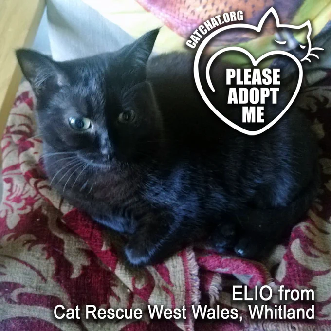 
Elio, a short-haired black cat from Cat Rescue West Wales in Whitland (near Carmarthen).

In the photo, he is lying on a grey-and-maroon-patterned rug.

In the top right-hand corner of the image is a heart-shaped line drawing of a cat, enclosing the words “Please Adopt Me”.
