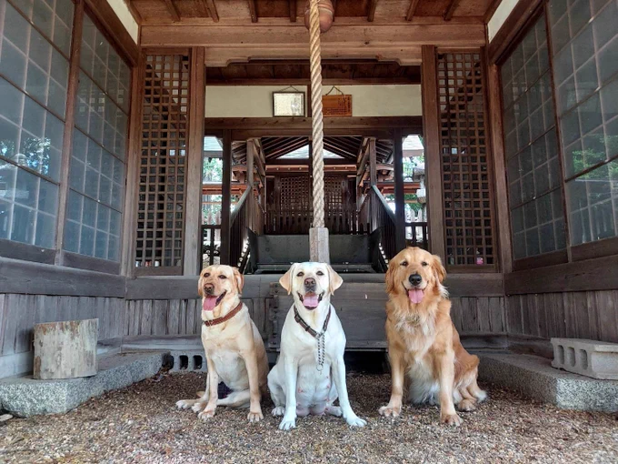 一枚目の引きの写真うしろには神社の境内が映っている。