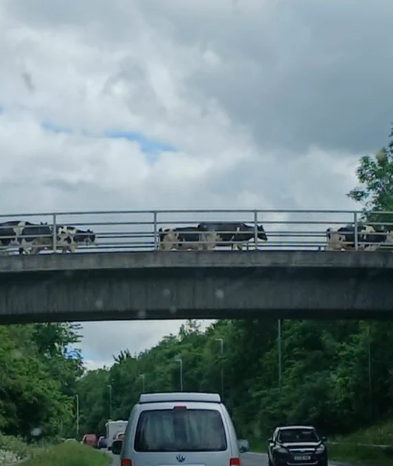 Holstein cows crossing a concrete bridge over a busy road, obviously well used to doing so.