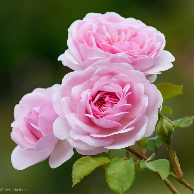 Three pale pink garden roses in bloom with a single unopened bud, photographed against a dark green blurred background. The central rose is fully open, revealing layers of delicate petals, while fresh green leaves frame the flowers.