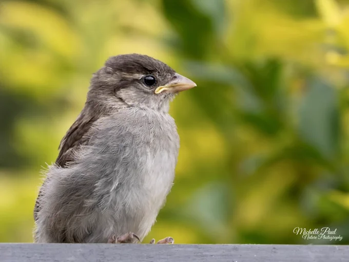 A fluffy young House Sparrow perched on a fence, with soft yellow-green foliage blurred in the background. The fledgling’s yellow bill edges and downy feathers show it is still a recently fledged bird.