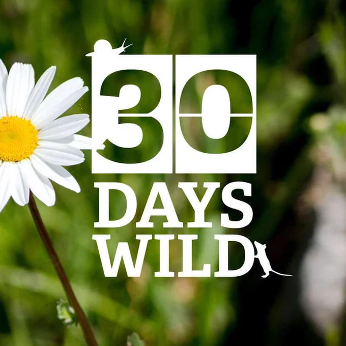 Event Today - 30 Days Wild