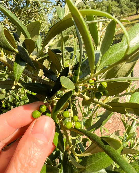 Mano sujetando pequeñas aceitunas verdes en una rama de olivo con hojas al sol.