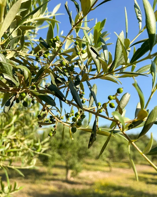 Rama de olivo con aceitunas verdes sobre un cielo azul, fondo difuminado de un olivar.