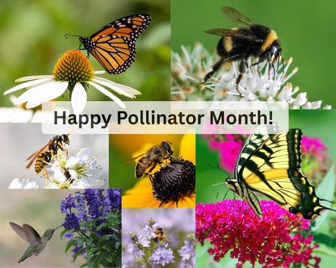 A collage of pollinator pictures.