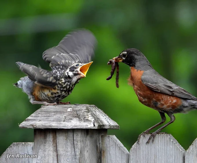 A fledgling bird with its beak wide open is perched on a wooden fence. An adult American robin is next to it, holding worms in its beak. The background is a soft-focus greenery.