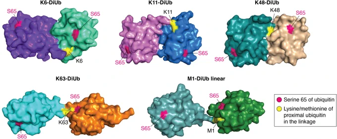 Figure 4. Diubiquitin structures adopt varying conformations. 