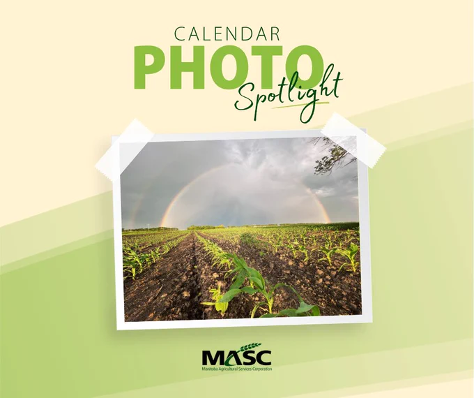 Young corn plants growing in a field under a cloudy sky with a vibrant double rainbow arching across the horizon.