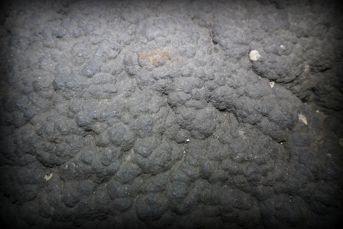 A close-up photo of a dark gray ferromanganese crust sample, which has a rough and bumpy surface, which was collected from 1,896 meters deep at Necker Ridge in the central north Pacific. Photo credit: Public Domain. 