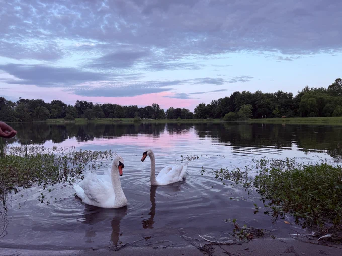 Yazin Ali Merayyan's Capture of two swans in a lake with a beautiful sunrise skyline.