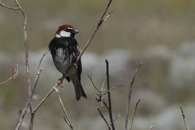 Spanish Sparrow