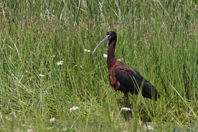 Glossy Ibis