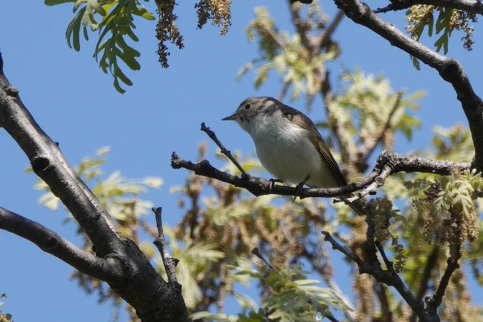 eastern Bonelli's Warbler