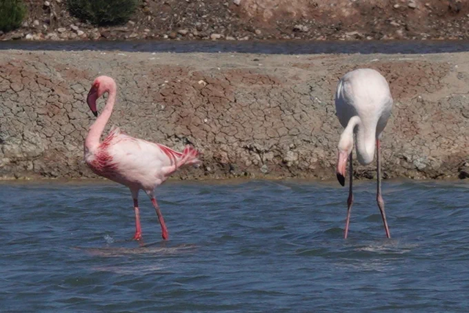 Lesser and Greater Flamingos