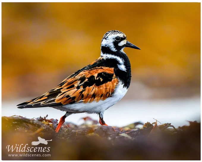 Summer plumage turnstone
