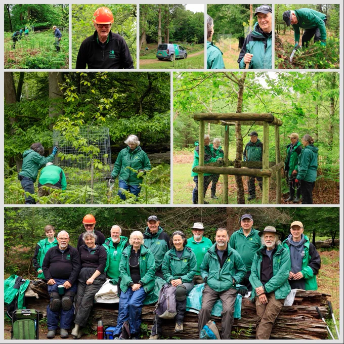 A group of people working in a forest perform conservation tasks. They are seen setting up protective structures around trees and installing fencing. Some wear bright orange helmets while others are in green uniforms. The team poses together on a large fallen log, smiling for a group photo. A vehicle with "Forestry England" branding is visible in the background.