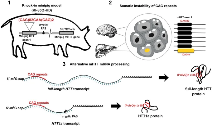 Schematic overview of the molecular features modeled in the knock-in HTT minipig (KI-85Q-HD). The KI-85Q-HD minipig recapitulates key molecular hallmarks of Huntington's disease: somatic CAG repeat instability and alternative processing of HTT pre-mRNA. (1) A (CAG)82CAA(CAG)2 repeat was introduced into the endogenous porcine HTT locus by CRISPR/Cas9 editing of exon 1. (2) The expanded allele undergoes tissue-specific and age-dependent somatic CAG repeat expansion, with the largest changes detected in the caudate nucleus, kidney and spleen. (3) Full-length HTT mRNA is translated into full-length HTT protein, while activation of a cryptic polyadenylation site (asterisk) within intron 1 generates the HTT1a transcript, which encodes the short, aggregation-prone HTT1a protein. 