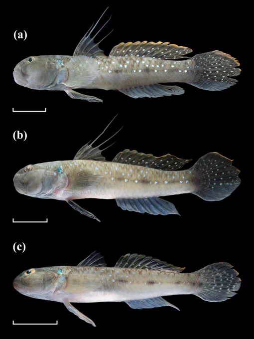 Live colouration of 𝐴𝑢𝑙𝑜𝑝𝑎𝑟𝑒𝑖𝑎 𝑐𝑎𝑒𝑟𝑢𝑙𝑜𝑠𝑡𝑒𝑙𝑙𝑎𝑡𝑎 sp. nov. (a) ZRC 69027, holotype, male, 70.2 mm SL (b) ZRC 69028, paratype, male, 67.6 mm SL (c) ZRC 69028, paratype, female, 52.8 mm SL. Scale bar = 1 cm.