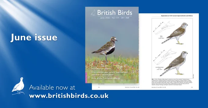 Cover image: Golden Plover and a sneak look inside the issue.