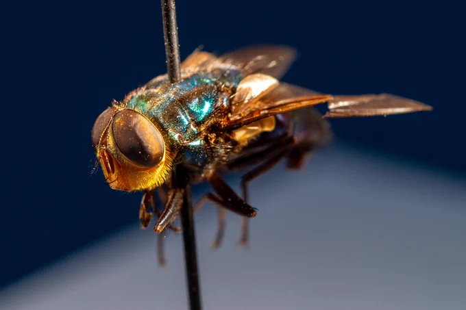 New World screwworm fly on display.