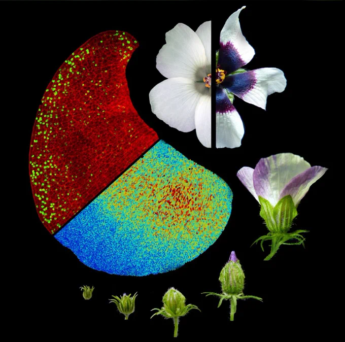 Microscopy images of a petal showing petal patterning developing in the young petals. Around the image is 6-stages of hibiscus development from closed bud to open flower. The flower is plit in two to show one flower with a dark purple bullseye and one flower fully white with no pigment petal patterns.