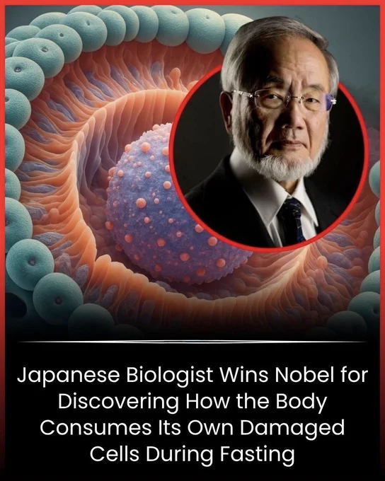 🚨 YOUR BODY EATS ITSELF TO STAY ALIVE
Scientists discovered a hidden survival process inside your cells called autophagy. During fasting, your body begins recycling old and damaged cell parts, turning them into energy and helping cells stay healthy.
Japanese biologist Yoshinori Ohsumi revealed this remarkable cellular cleanup system, a discovery so important that it earned him the 2016 Nobel Prize.
What seems like your body "eating itself" is actually one of nature's most fascinating repair mechanisms.
Source 
Nobel Prize Outreach. The Nobel Prize in Physiology or Medicine 2016 – Yoshinori Ohsumi
