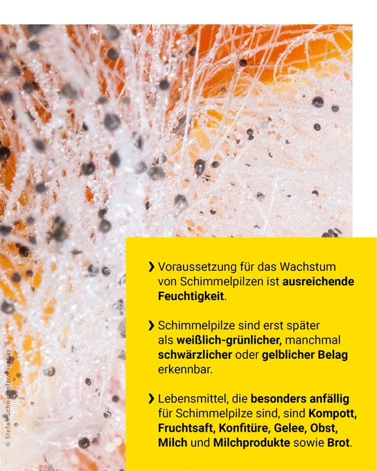 Voraussetzung für das Wachstum von Schimmelpilzen ist ausreichende Feuchtigkeit. Schimmelpilze sind erst später als weißlich-grünlicher, manchmal schwärzlicher oder gelblicher Belag erkennbar. Lebensmittel, die besonders anfällig für Schimmelpilze sind, sind Kompott, Fruchtsaft, Konfitüre, Gelee, Obst, Milch und Milchprodukte sowie Brot.