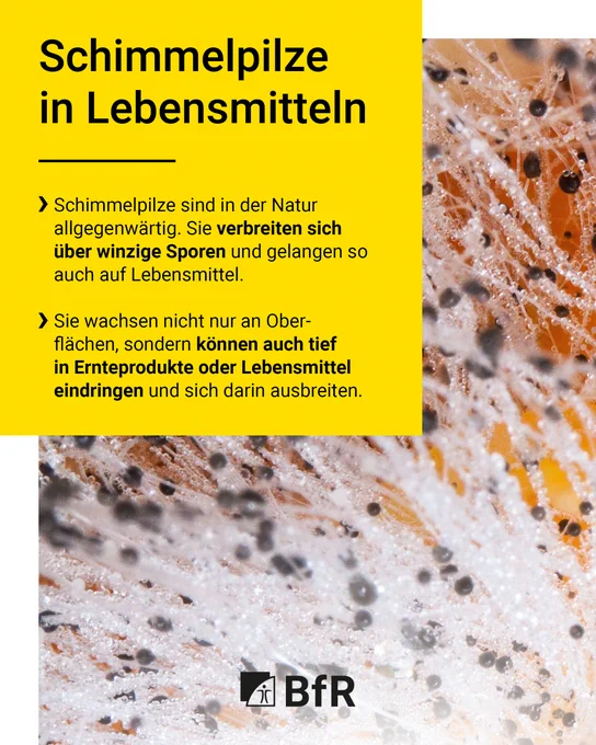 Schimmelpilze in Lebensmitteln: Schimmelpilze sind in der Natur allgegenwärtig. Sie verbreiten sich über winzige Sporen und gelangen so auch auf Lebensmittel. Sie wachsen nicht nur an Ober- flächen, sondern können auch tief in Ernteprodukte oder Lebensmittel eindringen und sich darin ausbreiten.