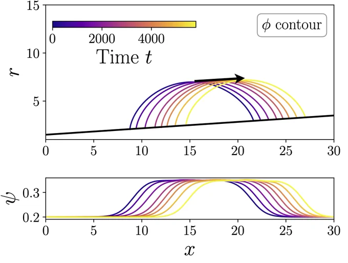 A graph showing how mobile tethers affect condensate migration on a tubule of varying radius in a truncated cone geometry where the tubule radius varies linearly along its long axis. The graph shows a time course of the condensate ϕ, shown on the top contours, and tether ψ, shown on the bottom, densities on a tubule of varying radius in cylindrical coordinates r, x where x runs along the central axis of the tubule. Curves of different colors represent different times, as shown in a color scale bar with smaller values in dark blue and larger values in yellow. The arrow indicates the direction of migration. The black line indicates the tubule surface.