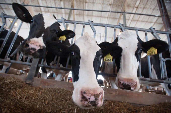 Holsteins in the Penn State Dairy Barn Complex